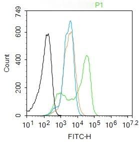 Anti-HSP70 Polyclonal Antibody 2