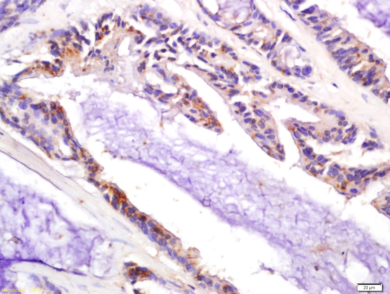 Anti-CDKN1A Polyclonal Antibody 2