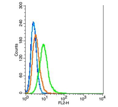 Anti-CTLA4 Polyclonal Antibody