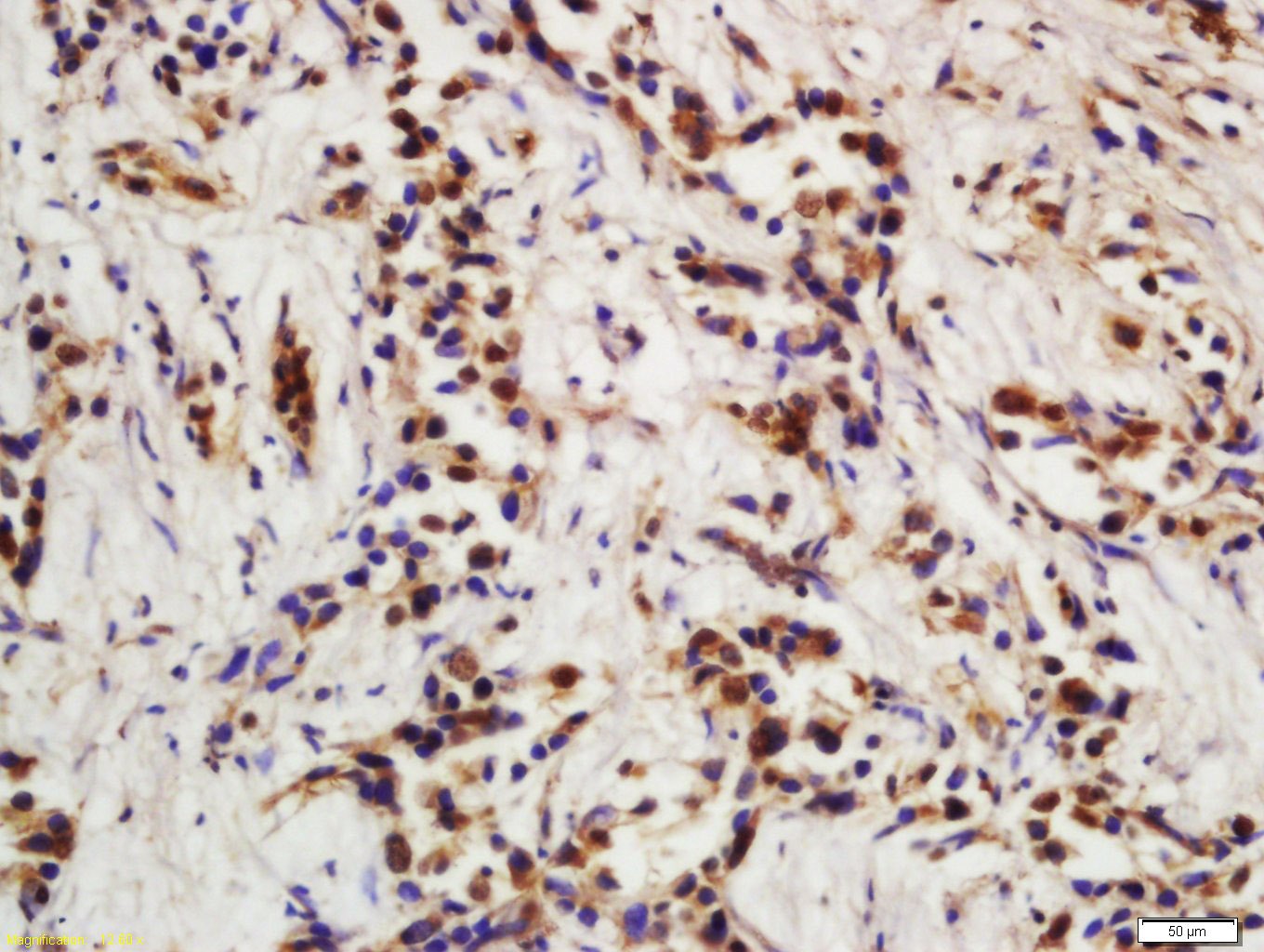 Anti-CDKN1A Polyclonal Antibody 2
