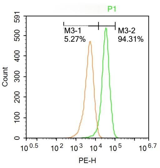 Anti-CDK6 Polyclonal Antibody