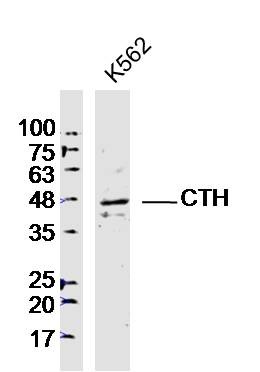 Anti-CTH Polyclonal Antibody