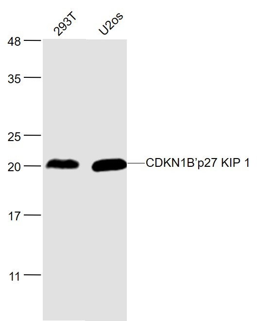 Anti-CDKN1B Polyclonal Antibody