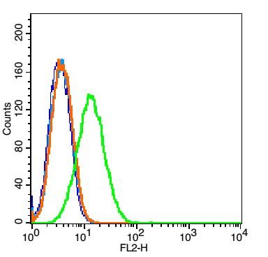 Anti-CTLA4 Polyclonal Antibody