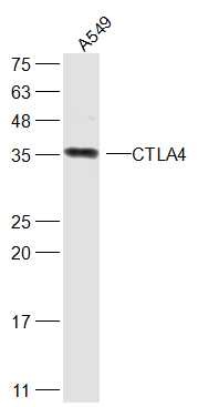 Anti-CTLA4 Polyclonal Antibody