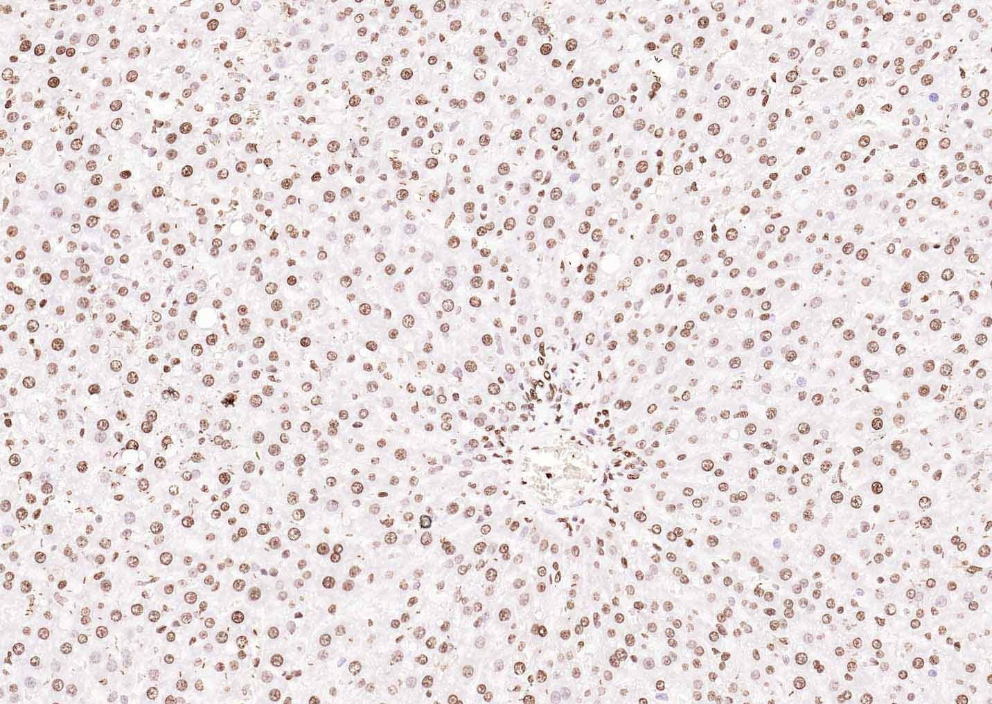 Histone H3 Nuclear Loading Control Polyclonal Antibody