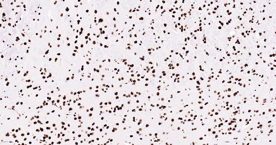 Histone H3 Nuclear Loading Control Antibody (6Z247)
