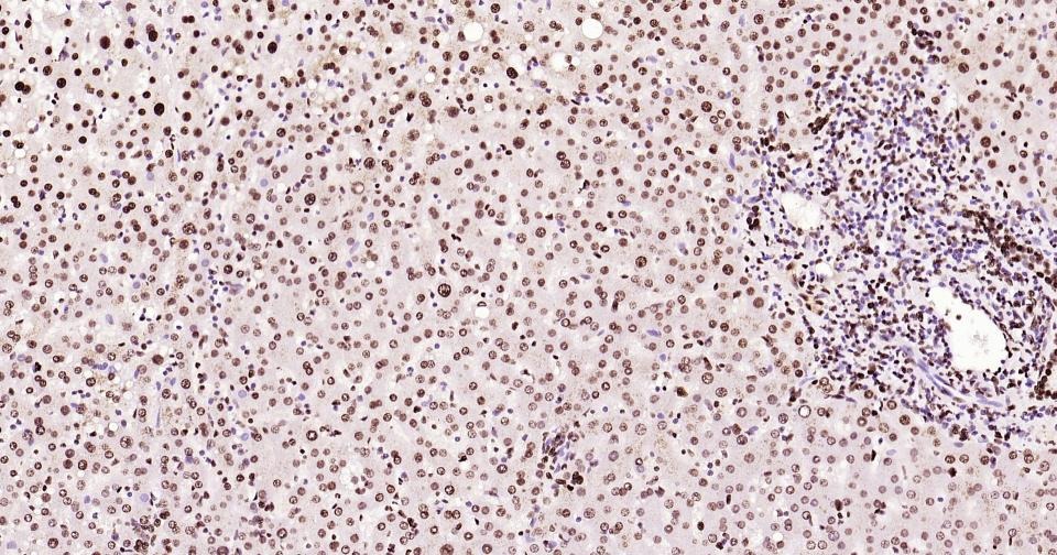 Histone H3 Nuclear Loading Control Antibody (6Z247)