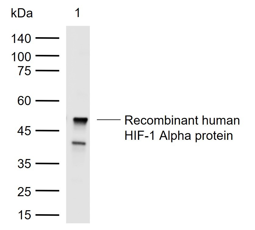 Anti-HIF-1 alpha Polyclonal Antibody 3