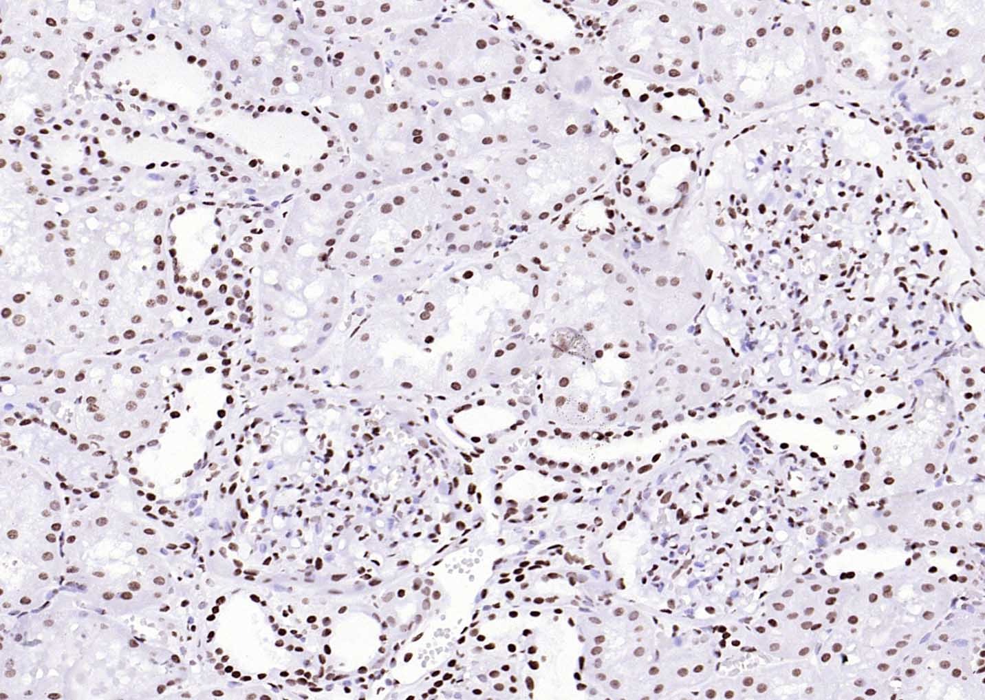 Histone H3 Nuclear Loading Control Antibody (6Z247)