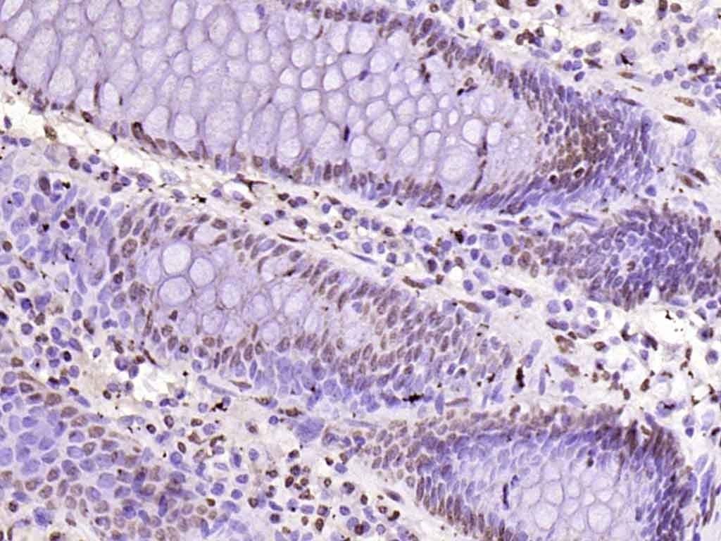 Histone H3 Nuclear Loading Control Polyclonal Antibody
