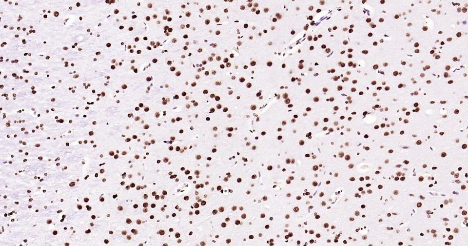 Histone H3 Nuclear Loading Control Antibody (6Z247)