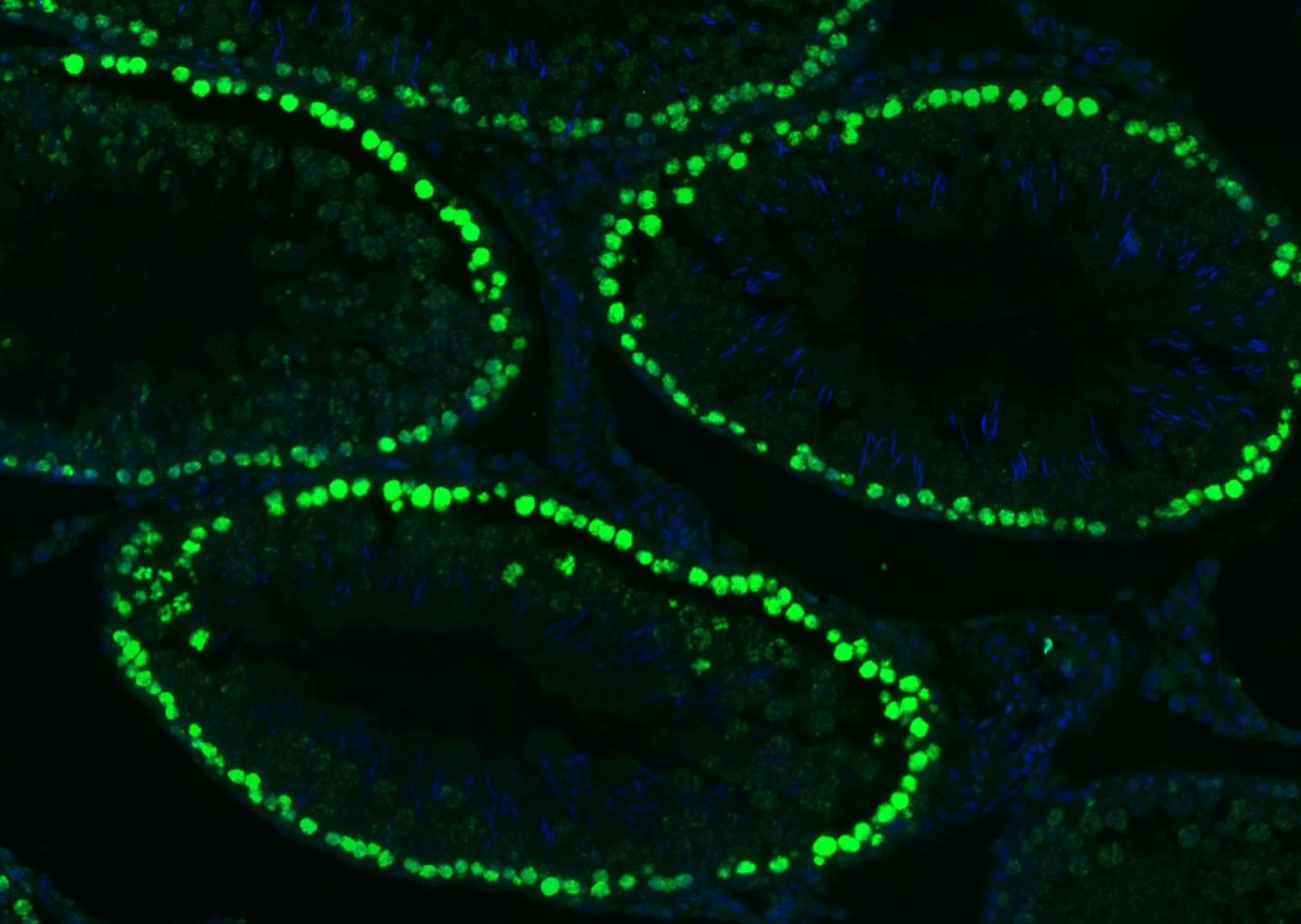 Histone H3 Nuclear Loading Control Antibody (6Z247)