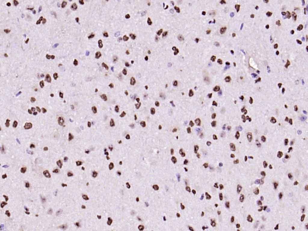 Histone H3 Nuclear Loading Control Polyclonal Antibody
