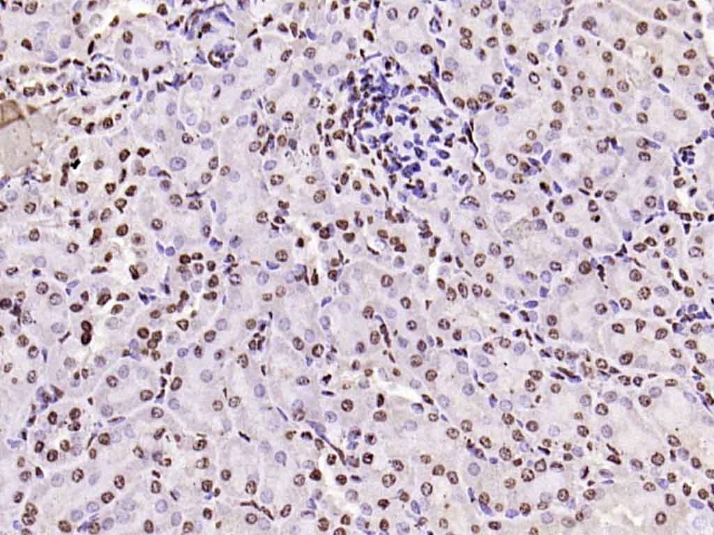 Histone H3 Nuclear Loading Control Polyclonal Antibody