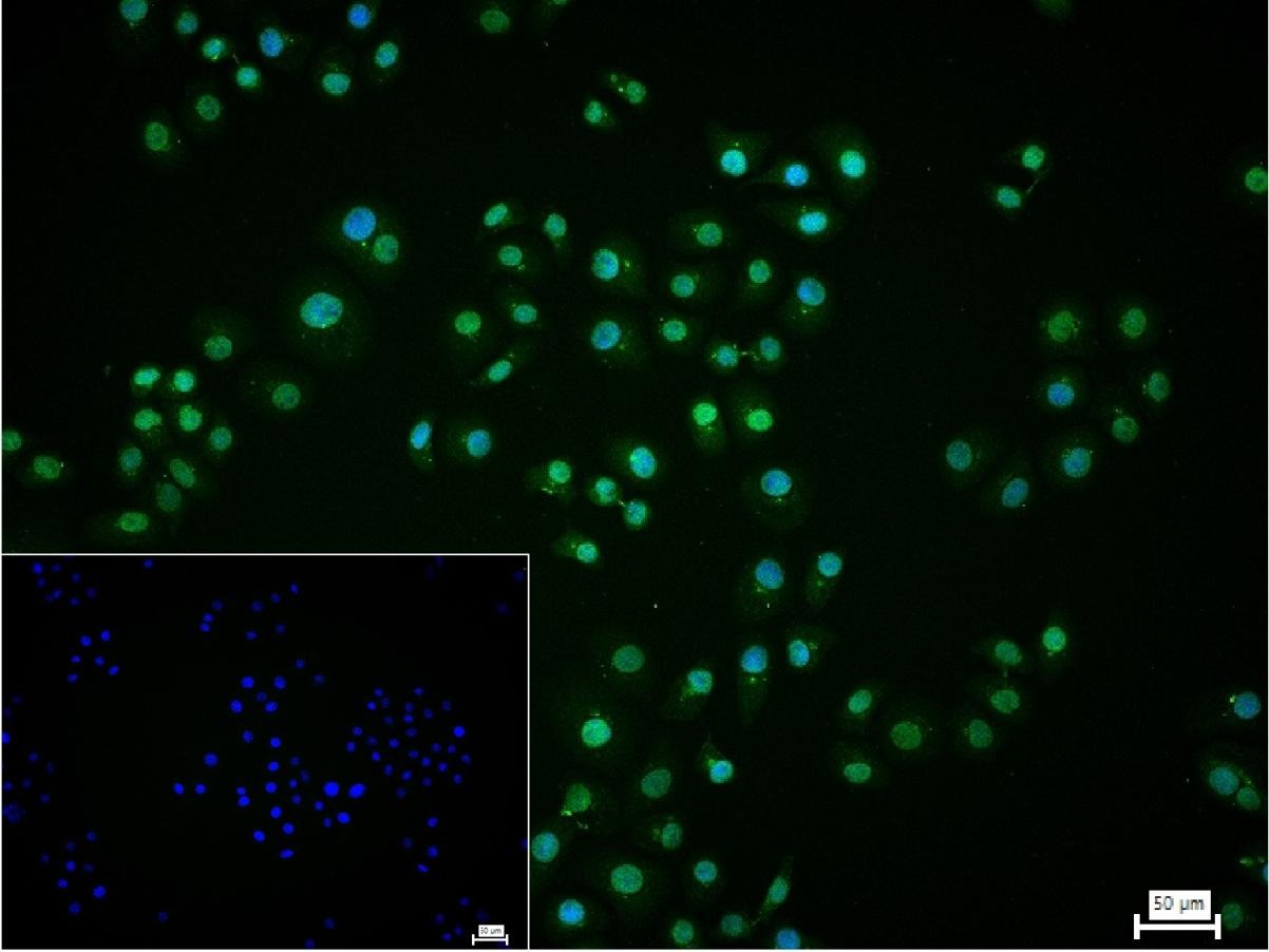 Anti-HIF-1 alpha Polyclonal Antibody
