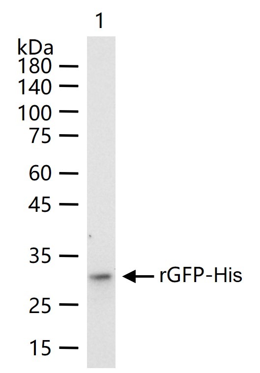 Anti-His Tag Polyclonal Antibody