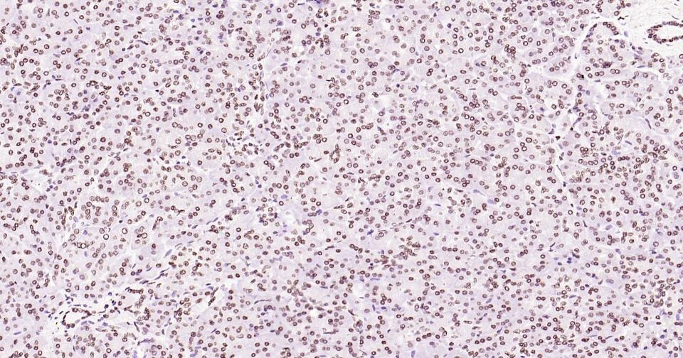 Histone H3 Nuclear Loading Control Antibody (6Z247)