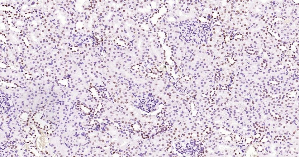 Histone H3 Nuclear Loading Control Antibody (6Z247)