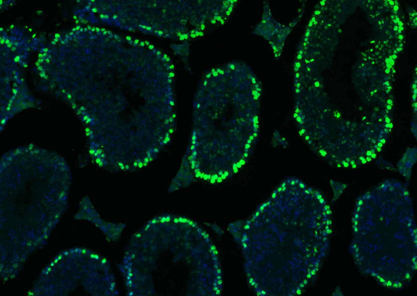 Histone H3 Nuclear Loading Control Polyclonal Antibody