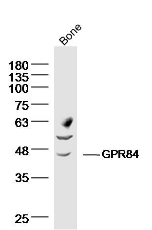 Anti-GPR84 Polyclonal Antibody