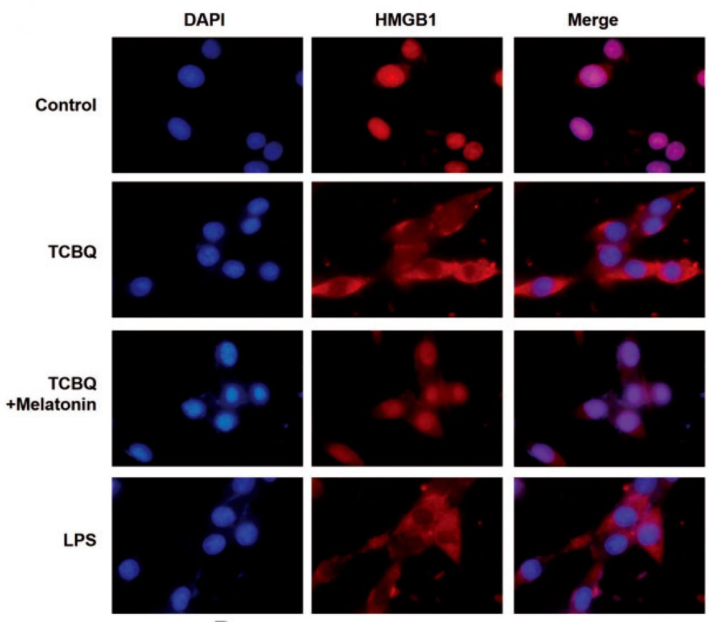 Anti-HMGB1 Polyclonal Antibody 2