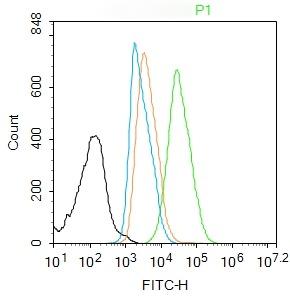 Anti-HMGB1 Polyclonal Antibody