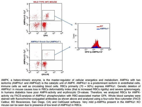 Anti-HMGB1 Polyclonal Antibody