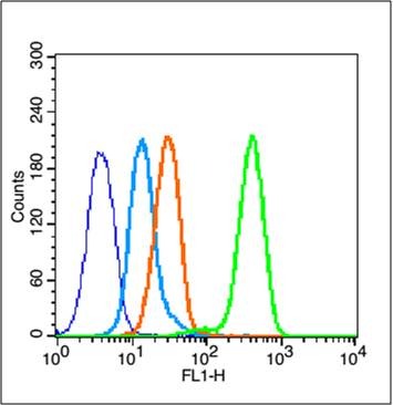 Anti-HMGB1 Polyclonal Antibody