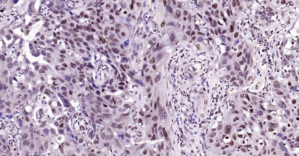 Histone H3 Nuclear Loading Control Polyclonal Antibody