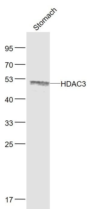 Anti-HDAC3 Polyclonal Antibody