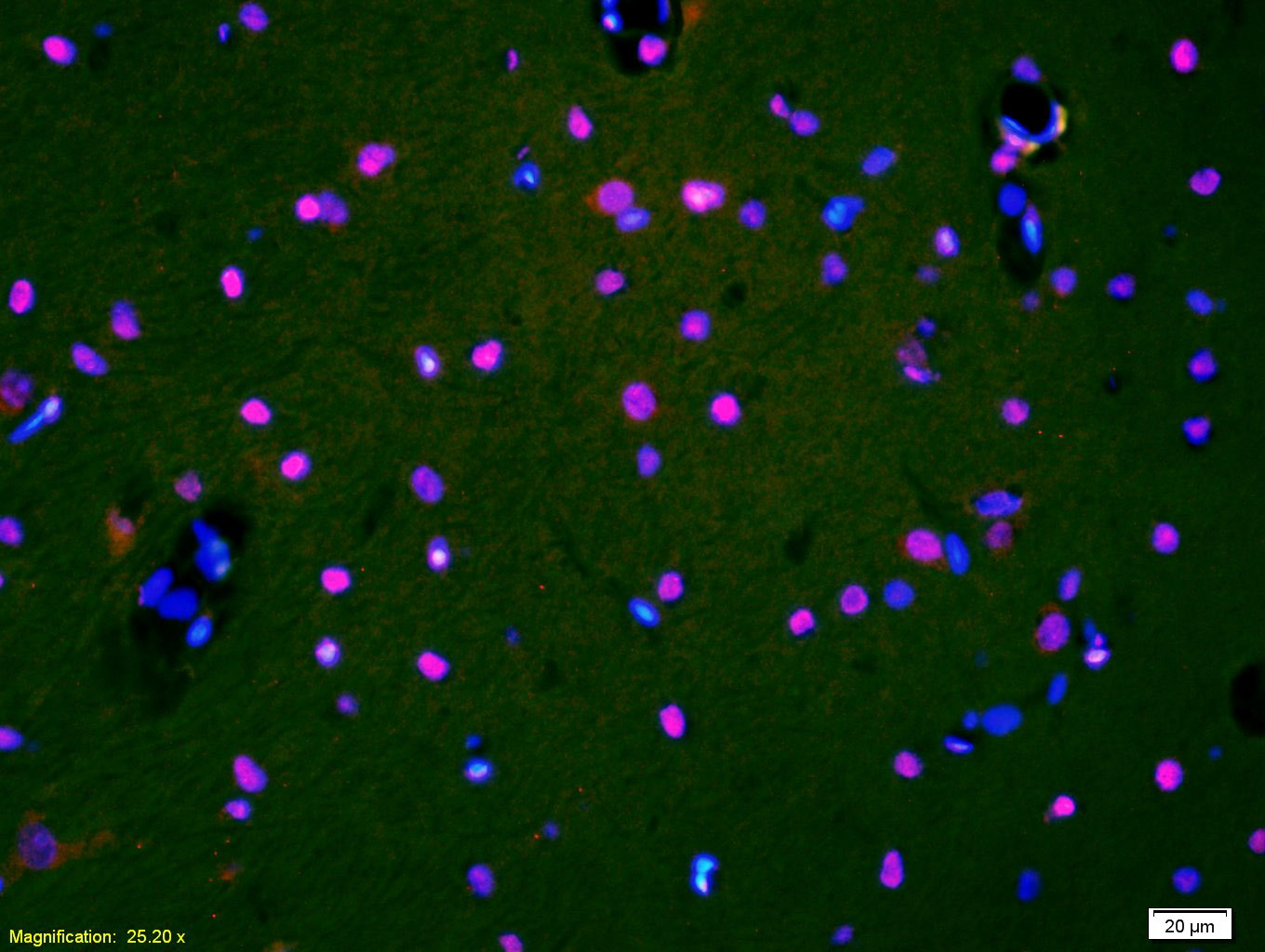 Anti-HDAC3 Polyclonal Antibody