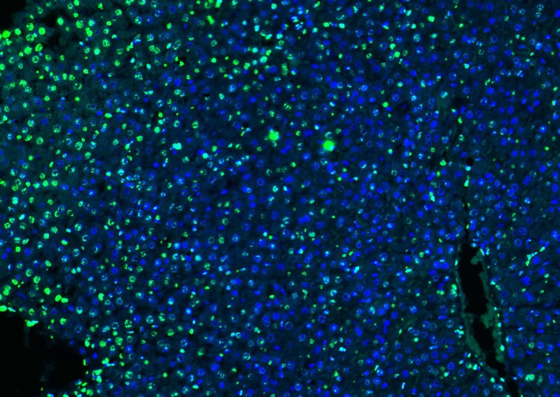 Histone H3 Nuclear Loading Control Polyclonal Antibody
