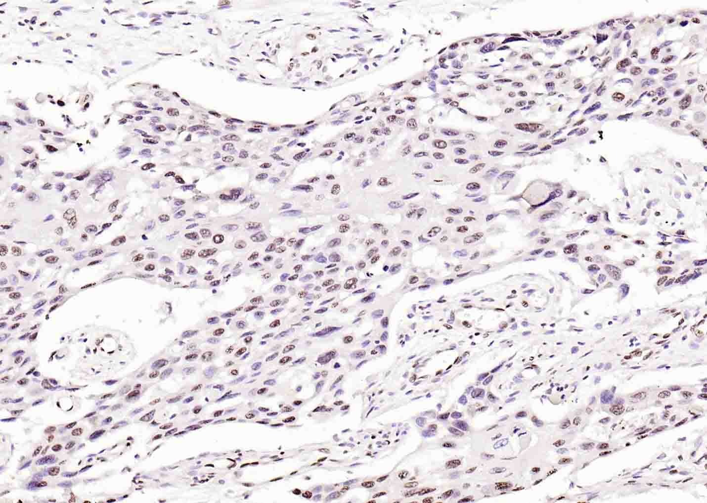 Anti-Histone H3.1 Polyclonal Antibody