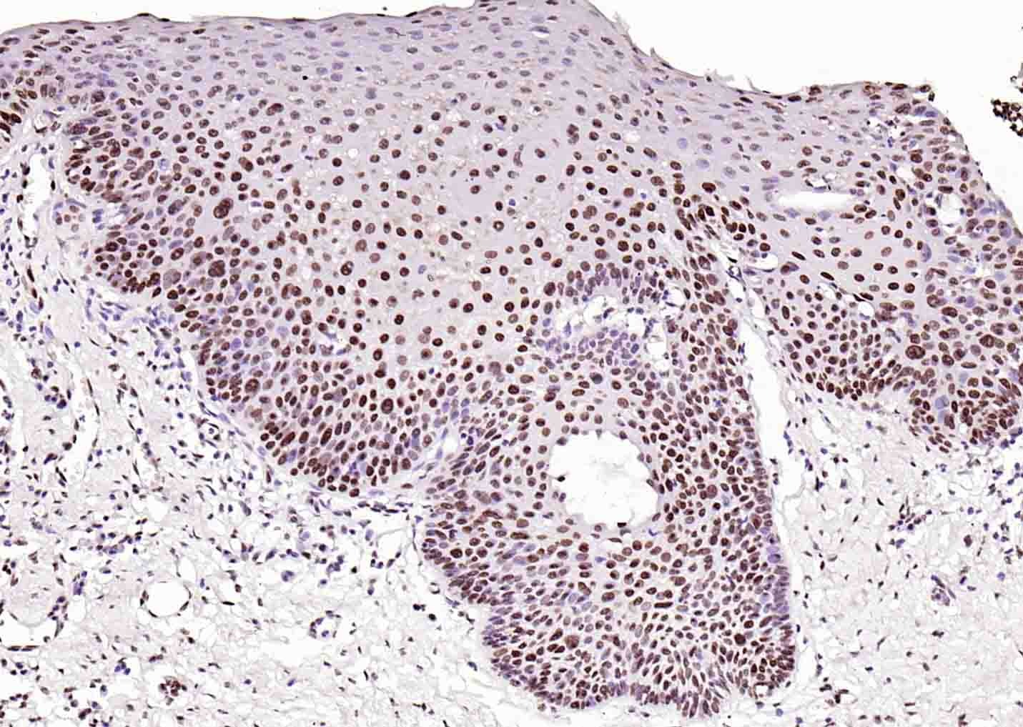 Anti-Histone H3.1 Polyclonal Antibody