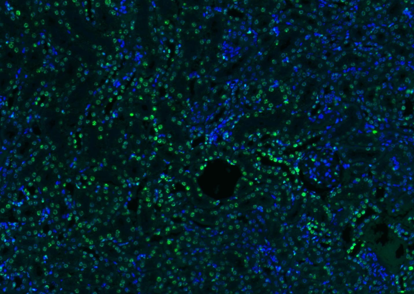 Histone H3 Nuclear Loading Control Polyclonal Antibody