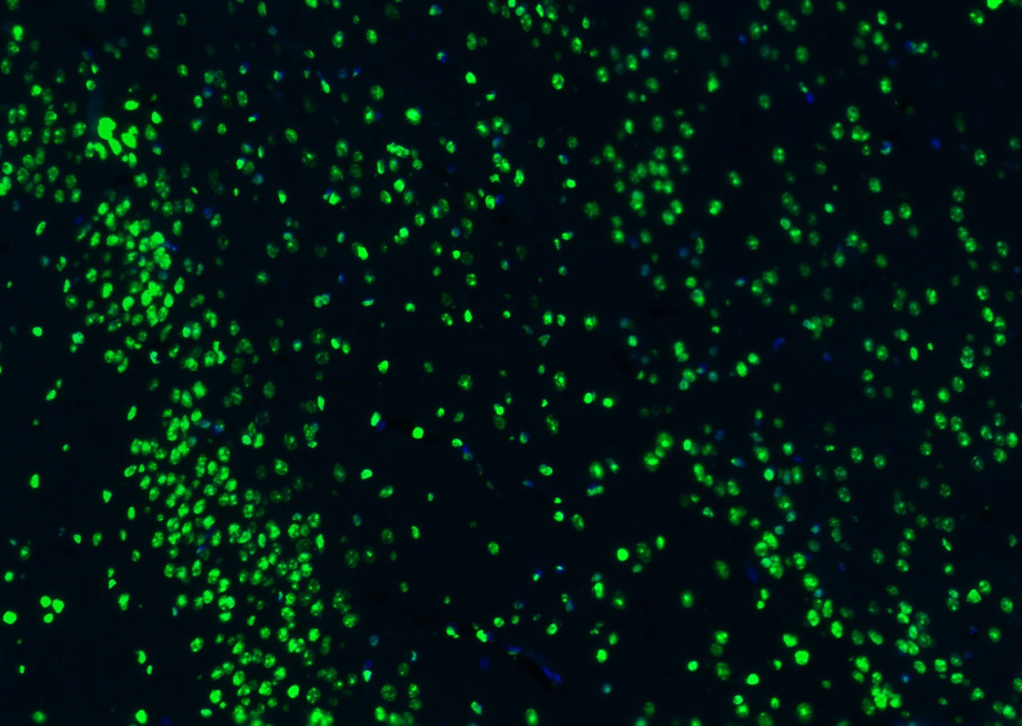 Histone H3 Nuclear Loading Control Polyclonal Antibody