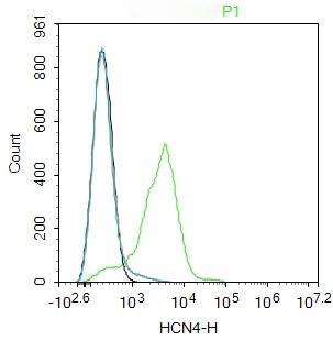Anti-HCN4 Polyclonal Antibody