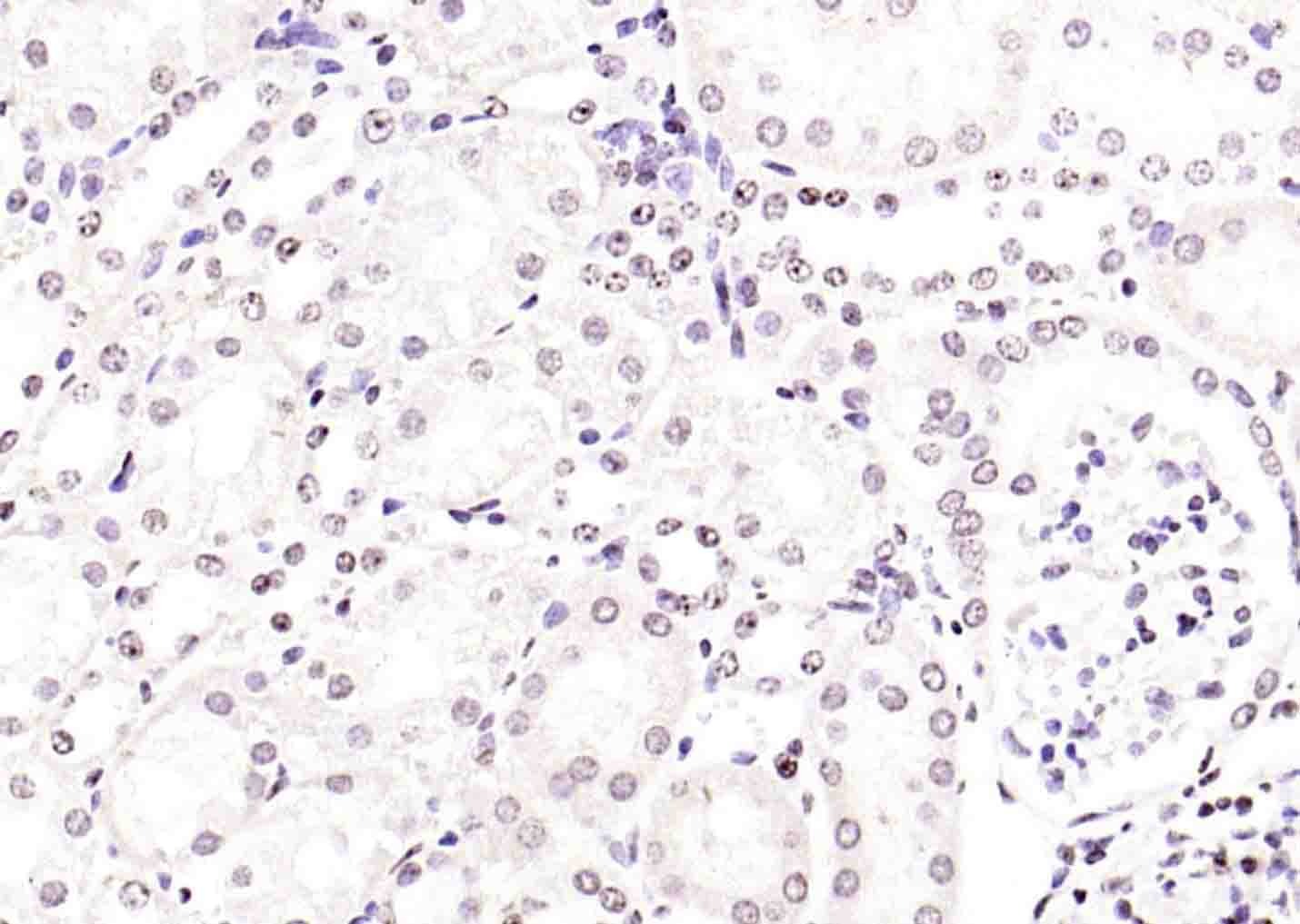 Anti-Histone H3.1 Polyclonal Antibody