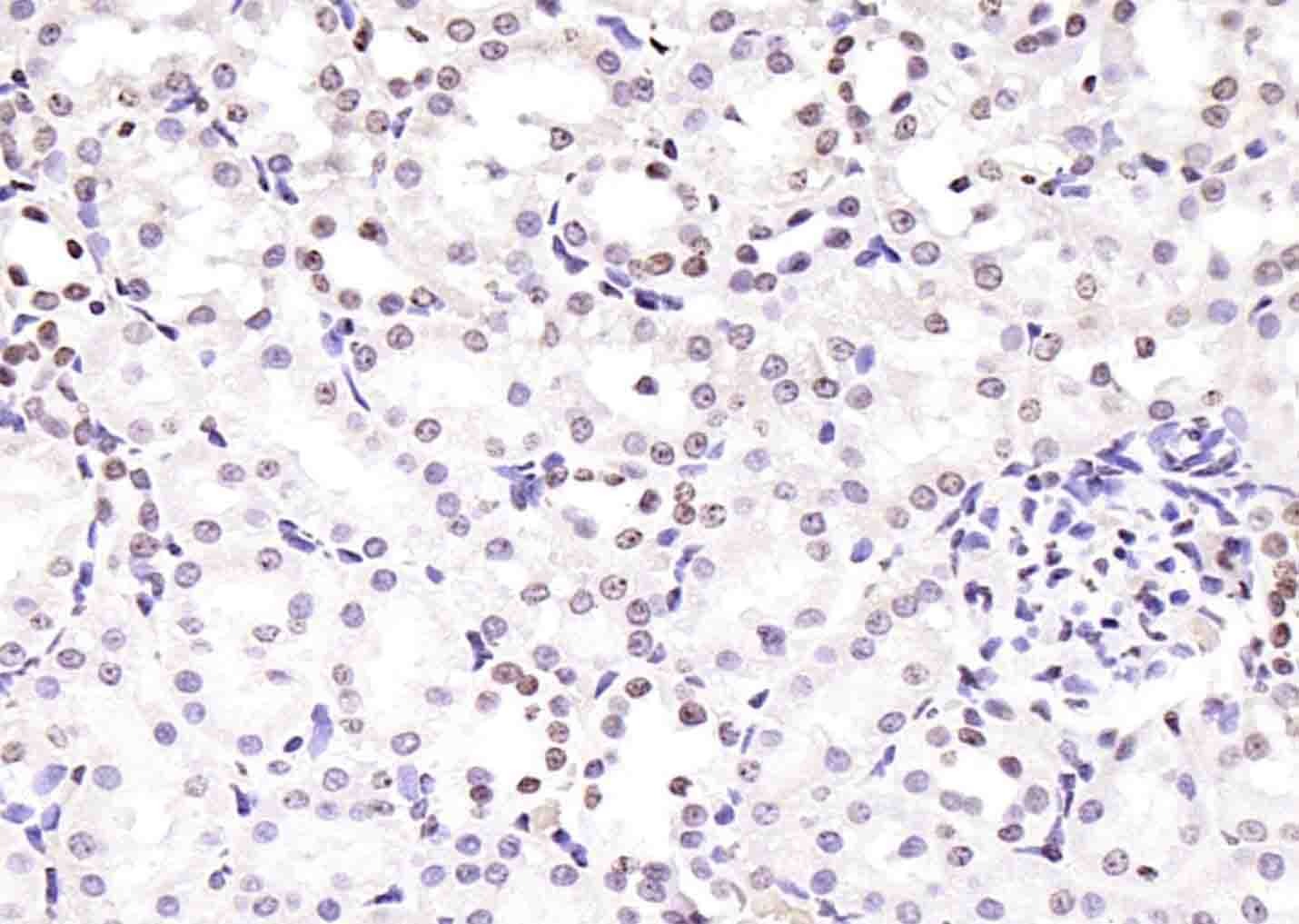 Anti-Histone H3.1 Polyclonal Antibody