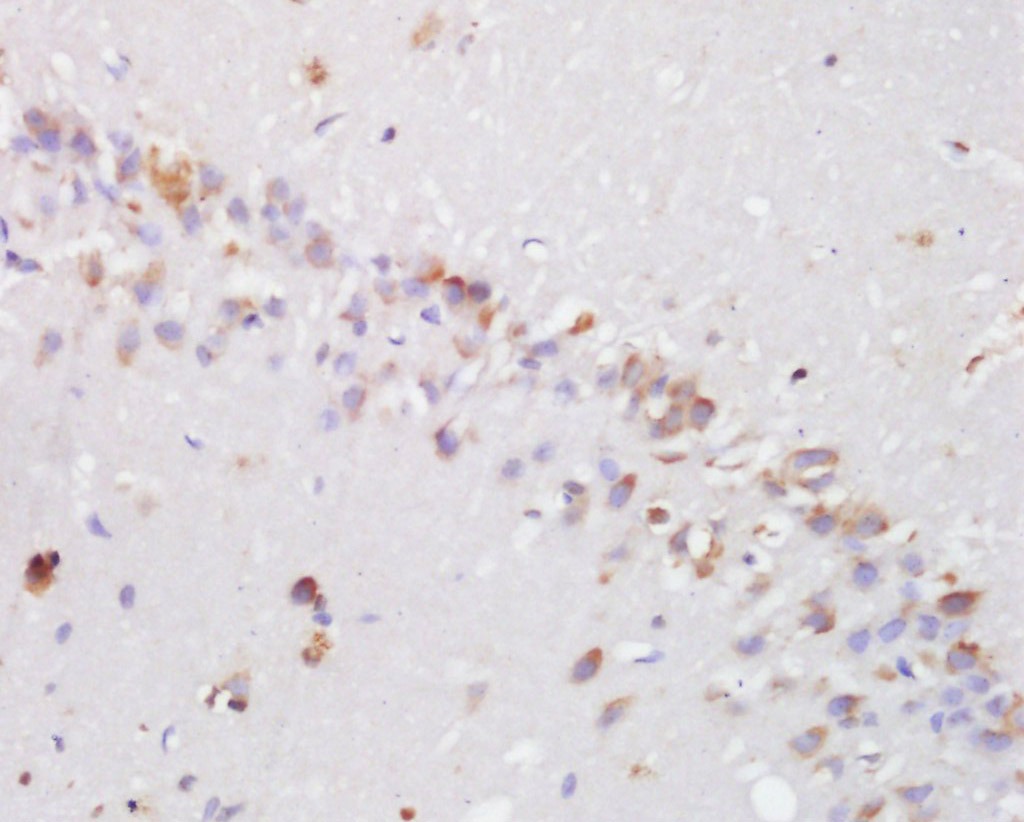 Anti-hydroxyproline Polyclonal Antibody