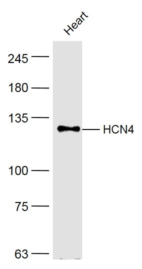 Anti-HCN4 Polyclonal Antibody