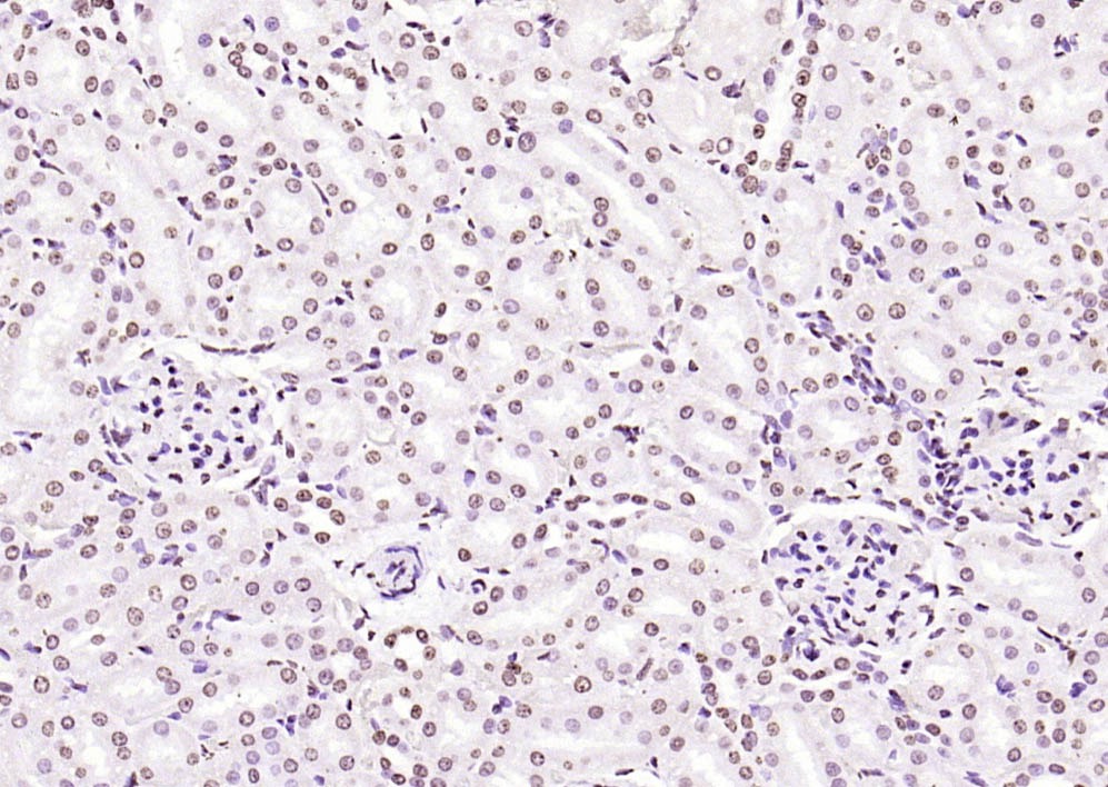 Histone H3 Nuclear Loading Control Polyclonal Antibody