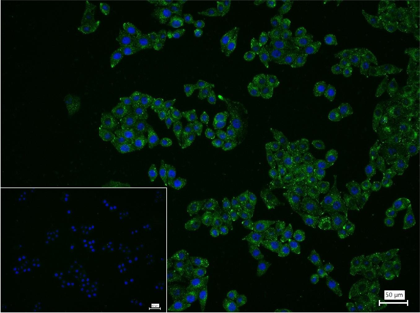 Anti-LAMP1 Polyclonal Antibody