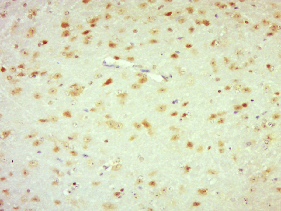 Anti-Laminin subunit beta-1 Polyclonal Antibody