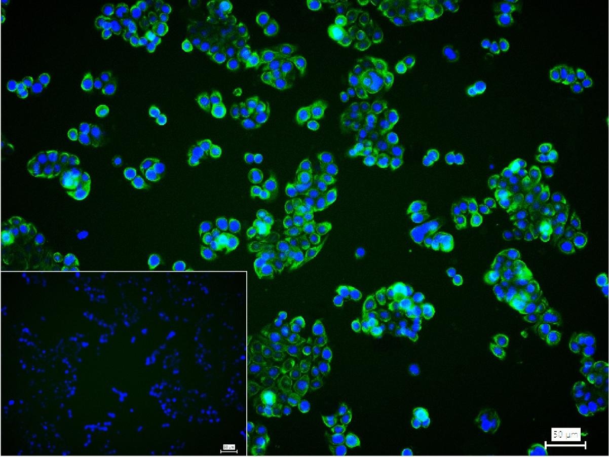 Anti-KRT20 Antibody (9H184)