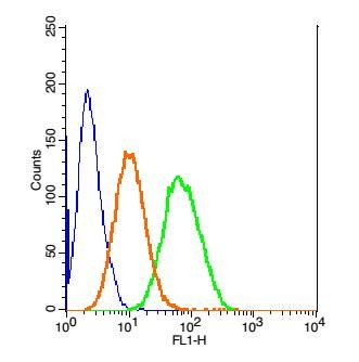 Anti-KRT7 Polyclonal Antibody