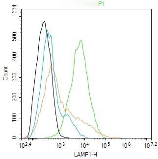 Anti-LAMP1 Polyclonal Antibody