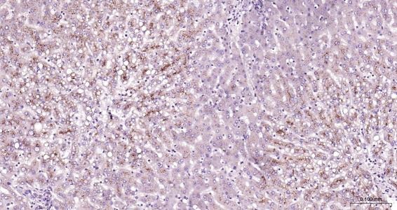Anti-LAMP2 Polyclonal Antibody