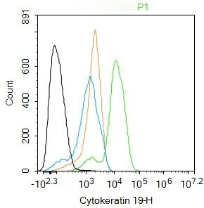 Anti-KRT19 Polyclonal Antibody